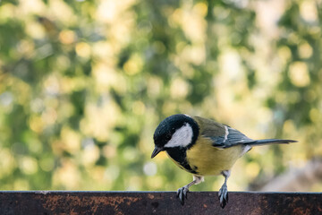 titmouse portrait on a tree branch close up