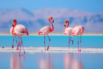 Rolgordijnen Wild african birds, Group african flamingos walking around the blue lagoon on a sunny day © pics3