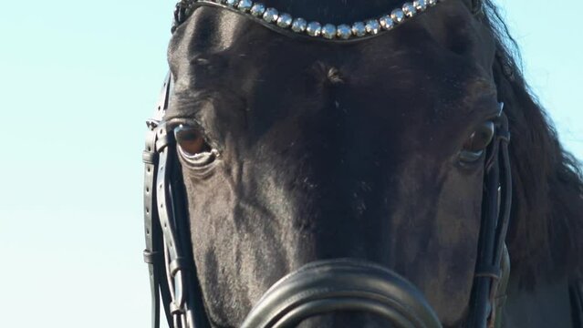 amazing black stallion in bridle with beautiful forehead crystal band against blue sky. close up