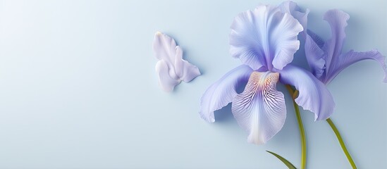 Iris flower with blue petals against a isolated pastel background Copy space