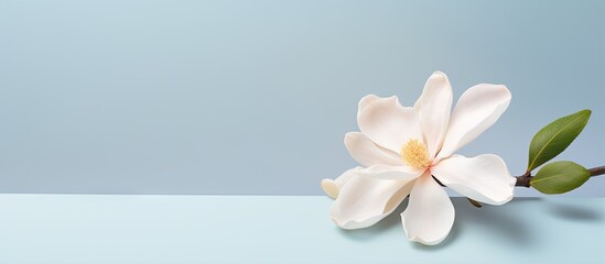 Isolated white magnolia blossom isolated pastel background Copy space - obrazy, fototapety, plakaty