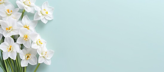 Fresh scented bouquet of white narcissus on a colored backdrop isolated pastel background Copy space - obrazy, fototapety, plakaty