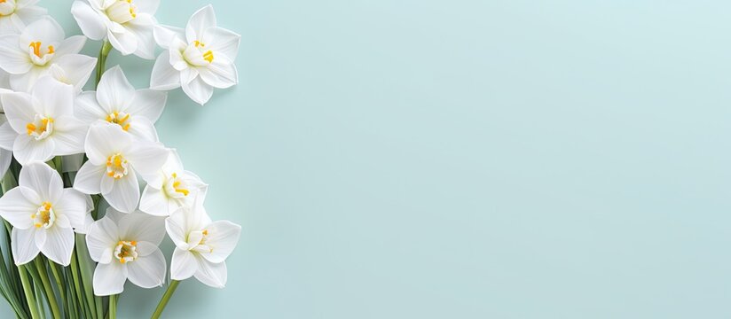 Fototapeta Fresh scented bouquet of white narcissus on a colored backdrop isolated pastel background Copy space