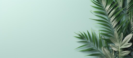 Fototapeta na wymiar Green leaf on isolated pastel background Copy space