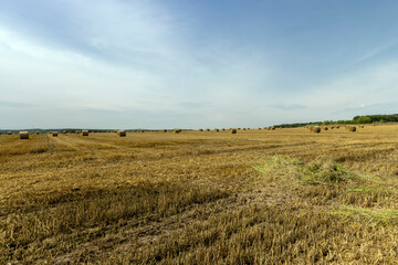 Fototapeta premium stubble that remains after the harvest of cereals