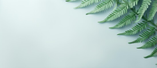 Leaf of a fern isolated pastel background Copy space