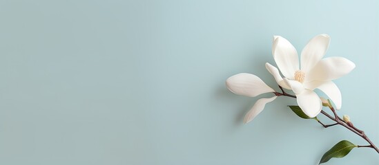 Isolated white magnolia blossom isolated pastel background Copy space