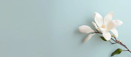 Fotobehang Isolated white magnolia blossom isolated pastel background Copy space © HN Works