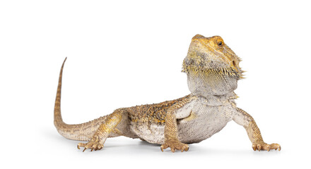 Yellow Bearded Dragon standing side ways. Looking towards camera. Isolated on a white background.