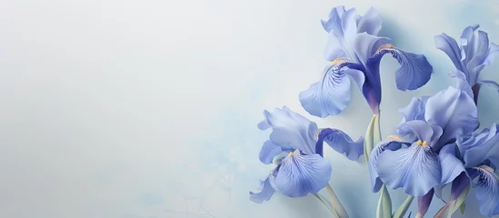 Fototapeten Iris flower with blue petals against a isolated pastel background Copy space © HN Works
