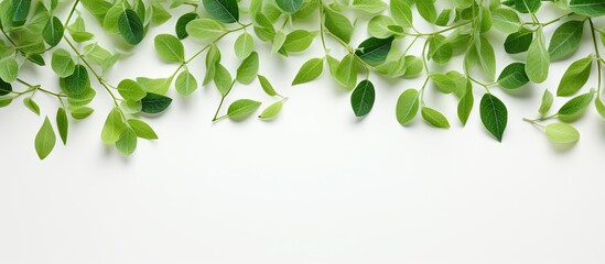 Fresh green leaves scattered on a isolated pastel background Copy space representing an eco concept seen from above