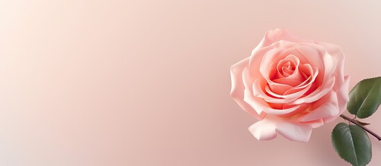 Gorgeous isolated pastel background Copy space with an isolated rose