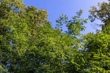 Fototapeta na wymiar hornbeam trees in the autumn season in sunny weather