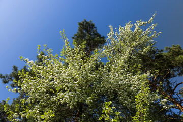 a branch of a flowering pear with green foliage