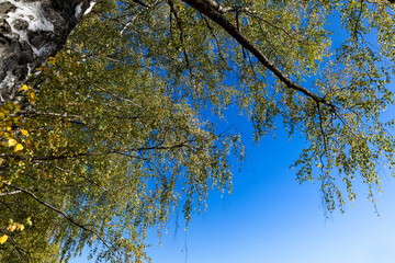 sunny autumn weather in a birch forest with a blue sky