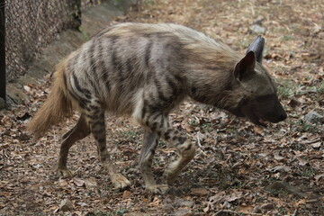 wild boar in the forest