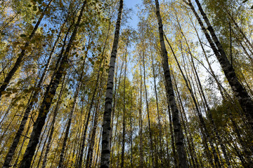 Autumn forest with a large number of birch trees