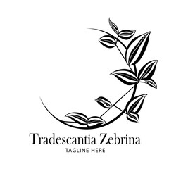Tradescantia Zebrina leaves logo template.