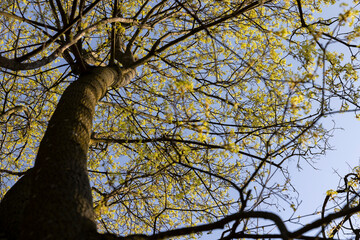 green foliage and maple flowers on trees in the spring season