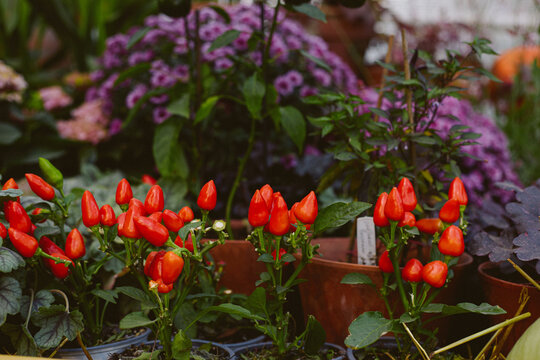 autumn composition, mini peppers in pots on a background of garden flowers and plants, hydrangeas