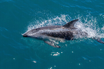 Dolphin jumping into the blue water. An unforgettable moment to see the grace of this mammal playing in the sea.