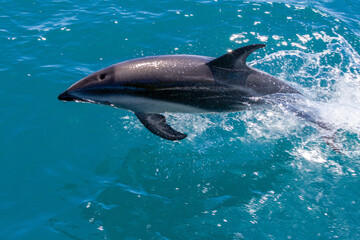 Fototapeta premium Dolphin jumping into the blue water. An unforgettable moment to see the grace of this mammal playing in the sea.