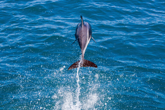 Dolphin Jumping Into The Water. An Unforgettable Moment To See The Grace Of This Mammal Playing In The Sea.