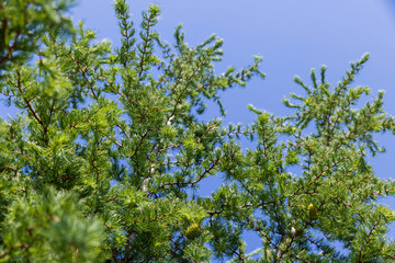 green needles on a larch tree in the spring season