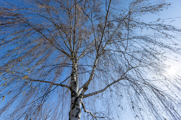 a birch tree without foliage in the spring season