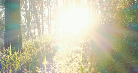Nature forest green tree magic sunlight beam light in woodland. Beautiful rays of sunlight in...