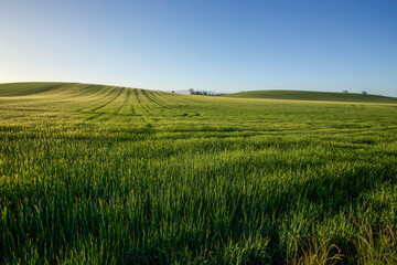 Harmonious green hills with blue sky. 