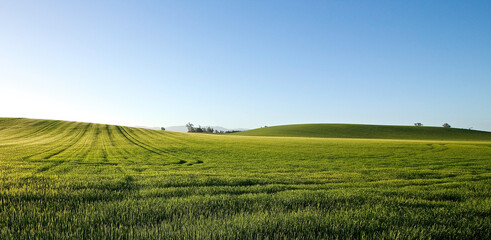 Fototapeta na wymiar Harmonious green hills with blue sky. 