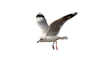 Beautiful seagull flying isolated on transparent background png file