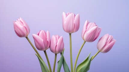 Fototapeta premium a bunch of pink tulips