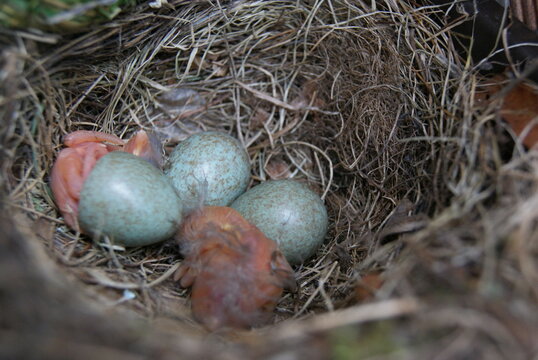 Amselnest auf dem Balkon