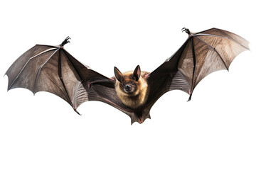 isolated bat. perfect image for halloween. 