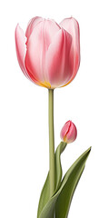 healthy colorful tulip flower with leaf. 