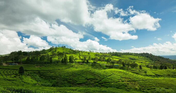 Timelapse of  white clouds rolling over tea plantation on a sunny day
