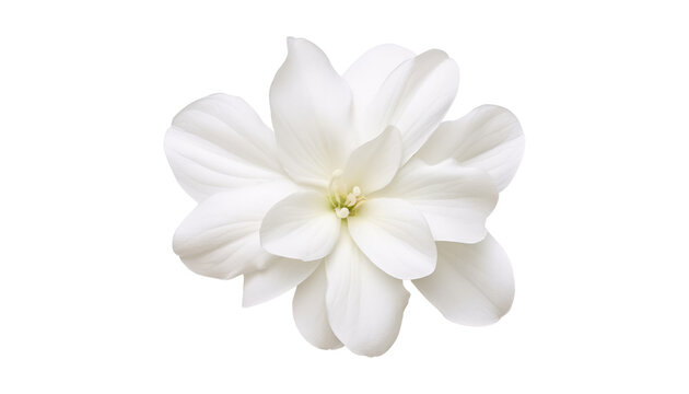 Fototapeta white flower isolated on transparent background cutout