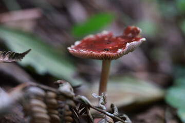 red mushroom in a forest