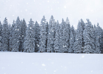 Naklejka premium Verschneite Tannenbäume im Winter bei Schneefall