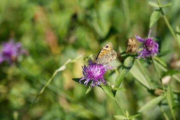 Wall Brown Butterfly (Lasiommata megera) sitting on a pink flower in Zurich, Switzerland