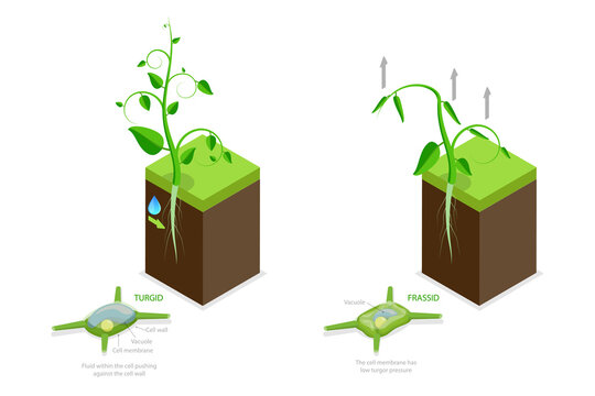 3D Isometric Flat  Conceptual Illustration of Turgor Pressure, Labeled Educational Explanation Scheme