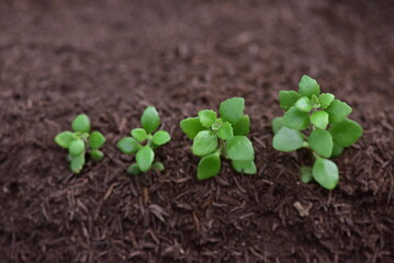 Farmers take growing seedlings and transplant them into the soil in a sunny location. The concept of planting trees to reduce global warming, organic fertilizers and reforestation