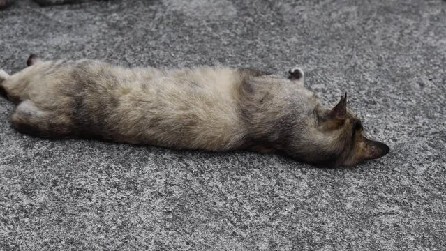 のんびり過ごしている可愛い野良の地域猫