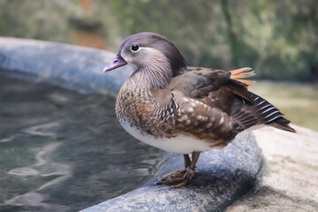 Mandarin Ducks in a small pond
