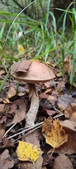 boletus in the forest