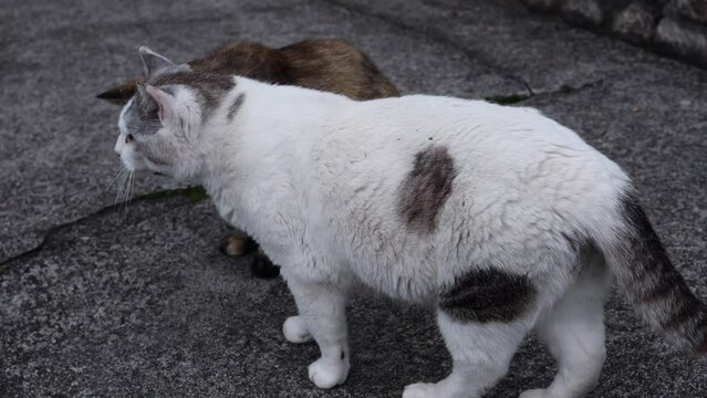 のんびり過ごしている可愛い野良の地域猫