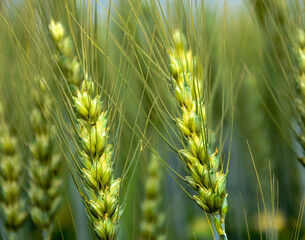 rural close up of wheat seed - Powered by Adobe