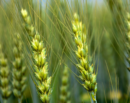 rural close up of wheat seed